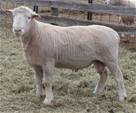 Coyote Acres Nimrod 954J